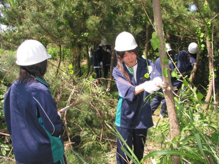 酒田北高の生徒がボランティアでクロマツ林の枝打ちに汗を流した
