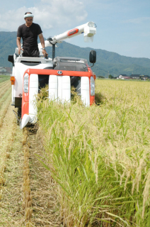 残暑の中、稲の刈り取り作業が行われた＝6日、鶴岡市上山添