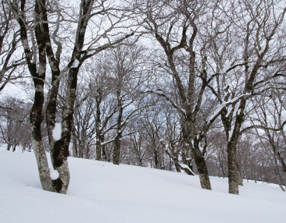 雪のブナ林―ここから物語が聞こえて来そうな！湯殿山にて＝自然写真家・斎藤政広