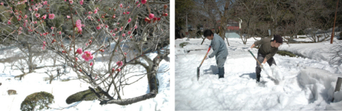 残雪の中、梅林公園の紅梅がようやく咲き始めた（左）　除雪作業に励む旅館青年部のメンバーたち