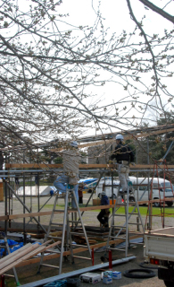 つぼみが少しずつ膨らみ始めた桜の下で、食事処や露店の設営が進められている＝１３日、鶴岡公園