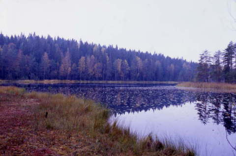 森と湖の国フィンランド。ヌークシオ国立公園にて （2010年10月8日撮影）