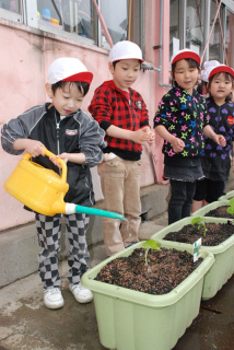 園児たちが移植したゴーヤの苗に水をたっぷりと与えた＝若竹保育園