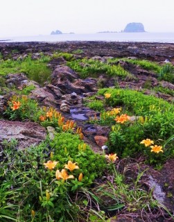 例年より少し遅れて咲きだした飛島・荒崎のスカシユリ。もう少しで岩肌をオレンジ色に染める（後方は御積島と烏帽子群島）