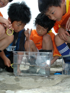 カギノテクラゲの採集に挑戦する子供たち