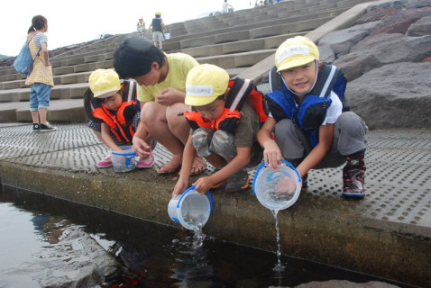ちとせ保育園の園児たちがクロダイの稚魚を放流した＝鶴岡市の由良海岸