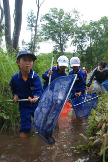羽黒四小の児童たちが上野新田ため池にすむドジョウやハヤなど生物の調査を手伝った