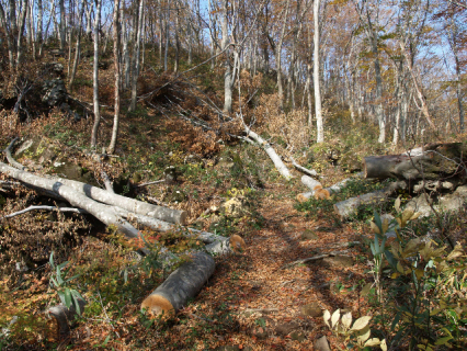 登山道に倒れた樹木の伐採。鳥海山にて＝自然写真家・斎藤政広撮影