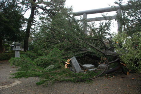 鶴岡公園内の松の大木が根こそぎ倒れ、荘内神社の石灯籠を損壊し参道をふさいだ＝4日午前7時半ごろ