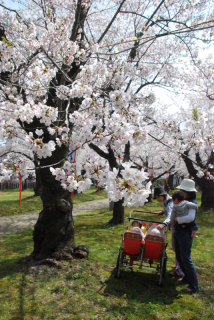 保育士に連れられて園児がお花見。桜は間もなく満開を迎える＝25日、鶴岡公園