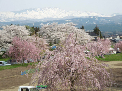 「馬渡の桜」が満開となり、残雪が白く輝く月山と見事な「競演」を見せている＝29日午後、鶴岡市馬渡