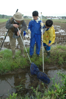 田んぼの用水路から水中の生き物を捕獲する西郷小の児童たち