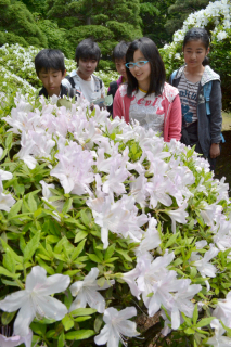 釈迦堂のツツジの花が咲き、訪れた人たちの目を楽しませている
