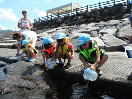 由良海岸にクロダイの稚魚を放す園児たち