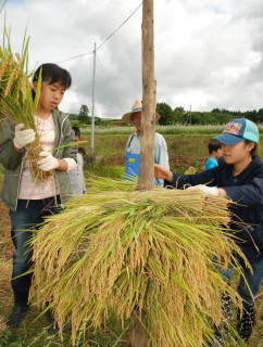 刈り取った稲束をくいに積み上げる青木小の子供たち＝24日、鶴岡市宝谷