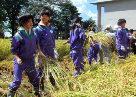 学校田で稲の収穫作業を行う児童たち
