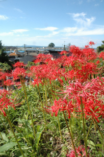 弁天島を遠く望む高台で彼岸花が見頃を迎えている＝9日、鶴岡市鼠ケ関の瑞芳院