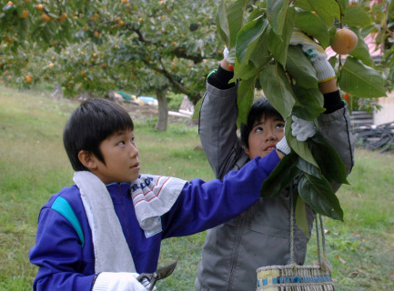 学校敷地内の柿の収穫作業を体験する児童たち