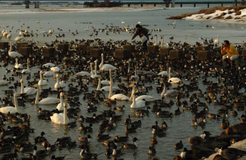 2年連続で白鳥飛来数が1万羽を超えた最上川スワンパーク＝16日