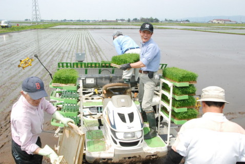 純米大吟醸「藤島」用の「出羽燦々」を植える参加者たち