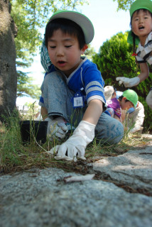 「きれいな花を咲かせてね」。鶴岡幼稚園の園児たちが桜に肥料をあげた