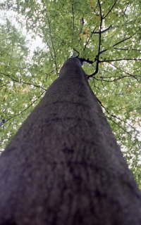 ドイツのシュヴァルツヴァルトで見たまっすぐなブナの大木（2009年筆者撮影）