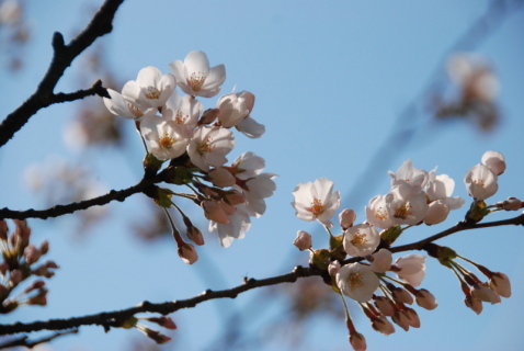 鶴岡公園のソメイヨシノが開花した＝11日午後1時半ごろ