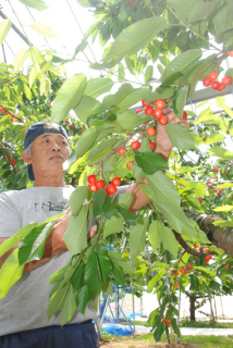 真っ赤に色づいたサクランボの収穫に追われる農家＝18日、鶴岡市西片屋の平藤さん方の果樹園