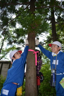 子どもたちが木の高さを当てるクイズに挑戦した
