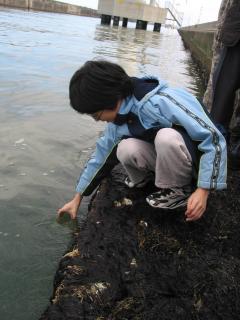 ハタハタの稚魚を放流した松原小の6年生