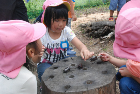 カブトムシとの触れ合いを楽しむ朝日保育園の園児たち