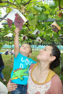 大粒系ブドウのもぎ取り食べ放題を楽しむ親子＝5日午前、鶴岡市西荒屋の「ぶどう園さくま」