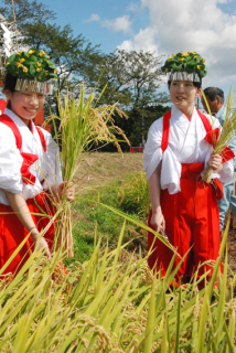 たわわに実った稲を収穫する出羽三山神社の巫女たち