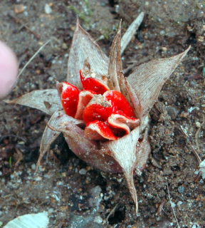 赤い花のような実をつけた阿部さん方のミョウガ