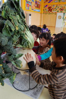 大きなカブのような桜島大根に触れて大喜びの大宝幼稚園の園児たち