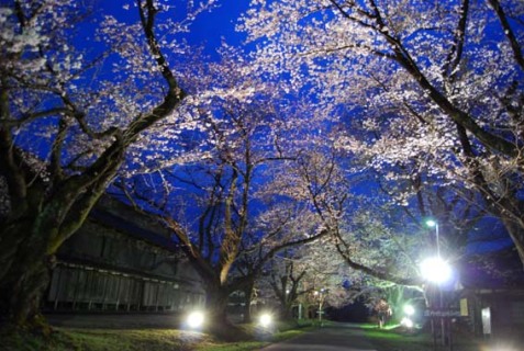 国指定史跡・松ケ岡開墾場で樹齢94年を誇る桜並木のライトアップがスタート＝13日午後７時ごろ
