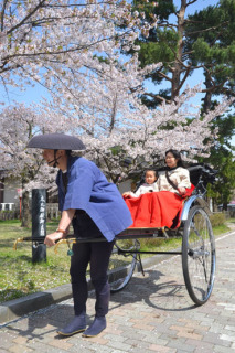 「観光人力車」の運行が始まり、鶴岡公園の桜の花見を楽しんだ