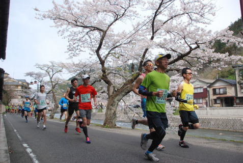 30回目を迎えた温海さくらマラソン大会が行われ、桜並木の下をランナーたちが疾走した