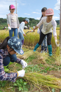 作業分担しながらもち米の手刈りに取り組む横浜・青木小の6年生たち＝28日午後、鶴岡市宝谷