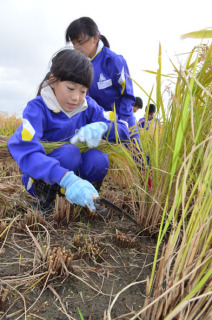 余目一小の4年生がメダカ水田で稲を手刈り。秋空の下で爽やかな汗を流した
