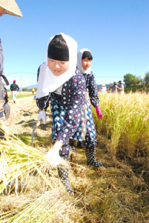ハンコタンナなど伝統の装束で稲刈りする南平田小の子供たち