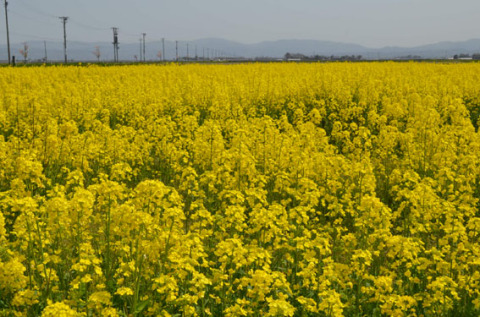 菜の花が見頃を迎え鮮やかな黄色のじゅうたんのような花畑が広がっている＝27日、三川町横山