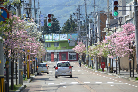 ピンクと白のハナミズキがきれいに咲き、華やいだ雰囲気に包まれている鶴岡市の南銀座通り