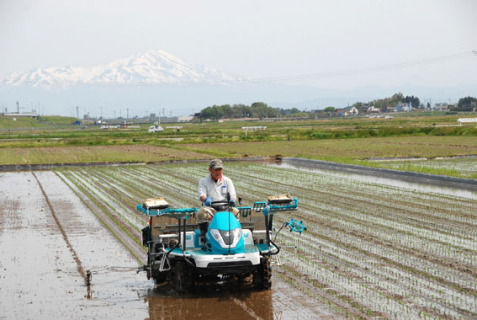 残雪の鳥海山を背景に、田植え作業が進められた＝6日、鶴岡市上清水