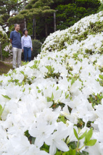 純白の花が咲き誇り訪れた人たちを楽しませている