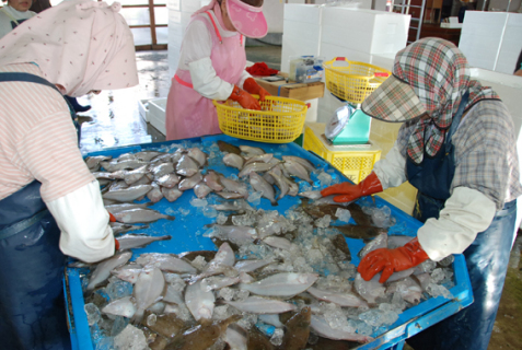 底引き網漁の解禁初日、水揚げされた魚の選別作業に追われた＝県漁協由良総括支所内