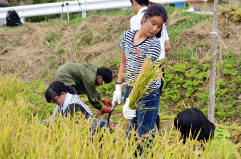横浜市立青木小の児童たちが稲刈りに汗を流した