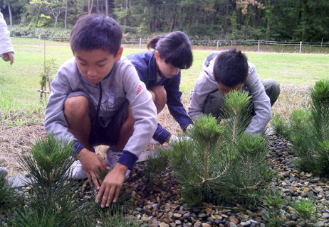 東松島市に寄贈するクロマツの苗木を採取する児童たち＝27日朝