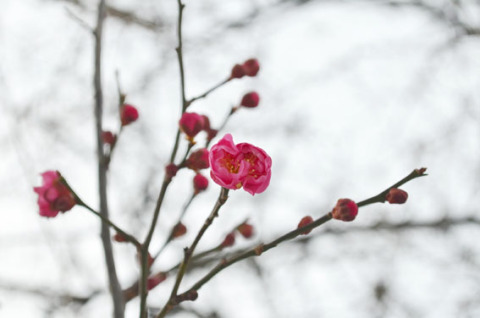 「致道館」の庭で早咲きの紅梅が花を開いた