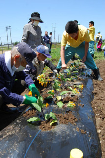 庄農高の生徒と地域のお年寄りが一緒に夏野菜を定植